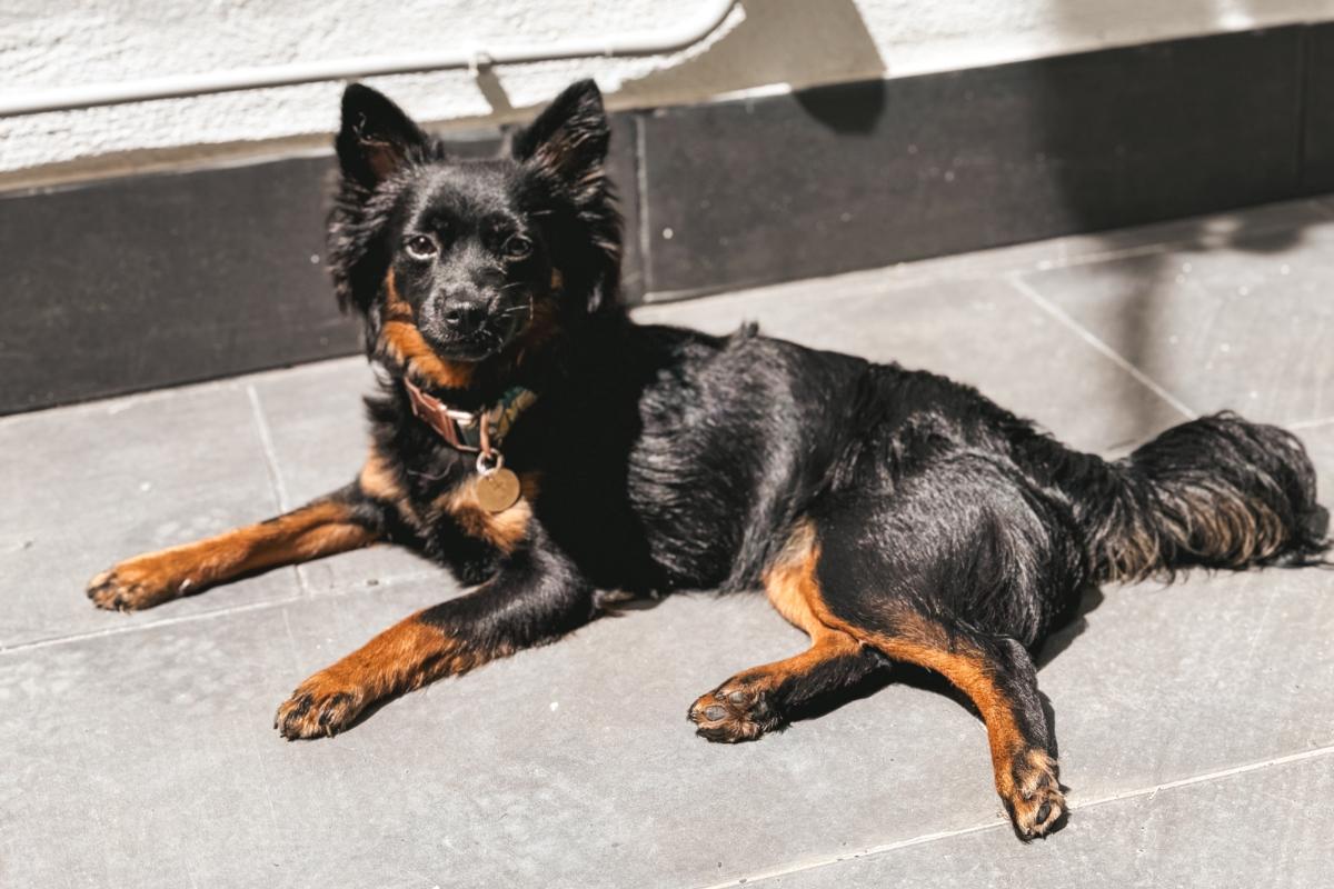 Coco