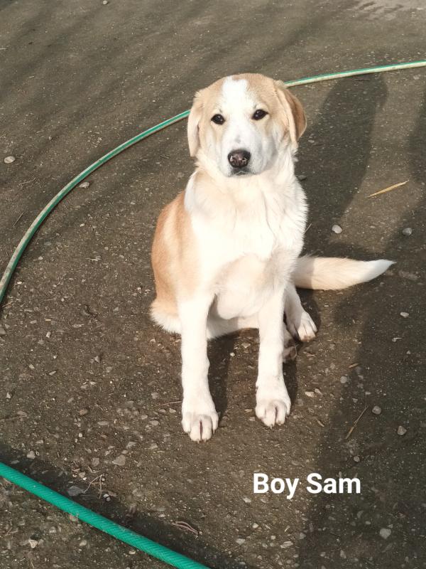 Sam