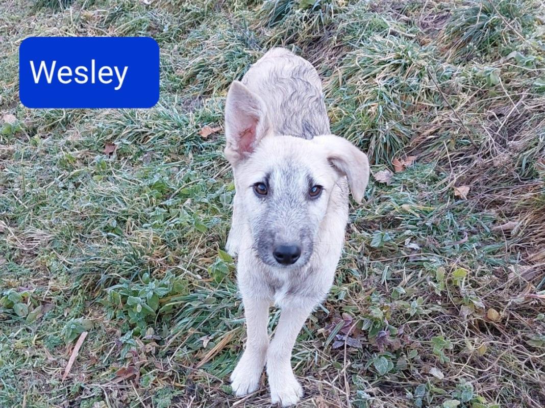 Wesley
