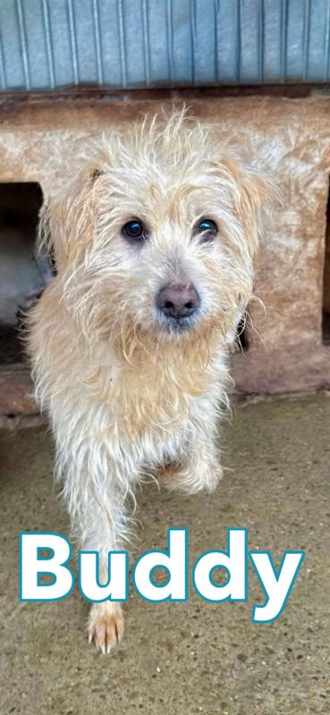 Buddy