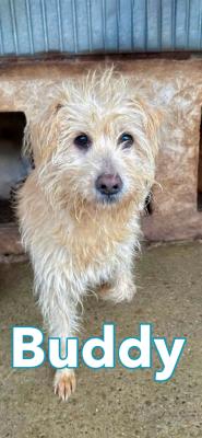 Buddy