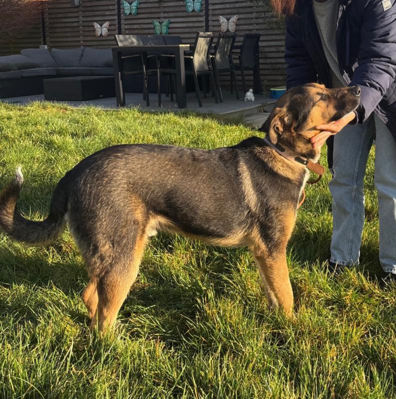 Gölge [ˈɡølɡə]