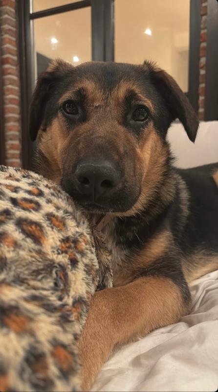 Gölge [ˈɡølɡə]