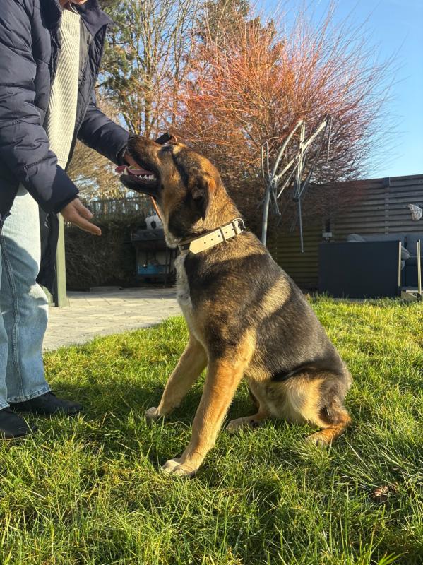 Gölge [ˈɡølɡə]