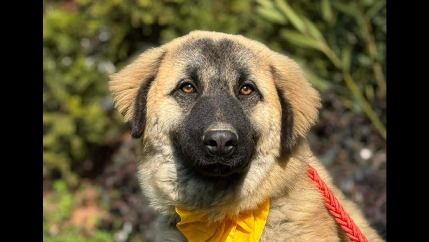 Dina