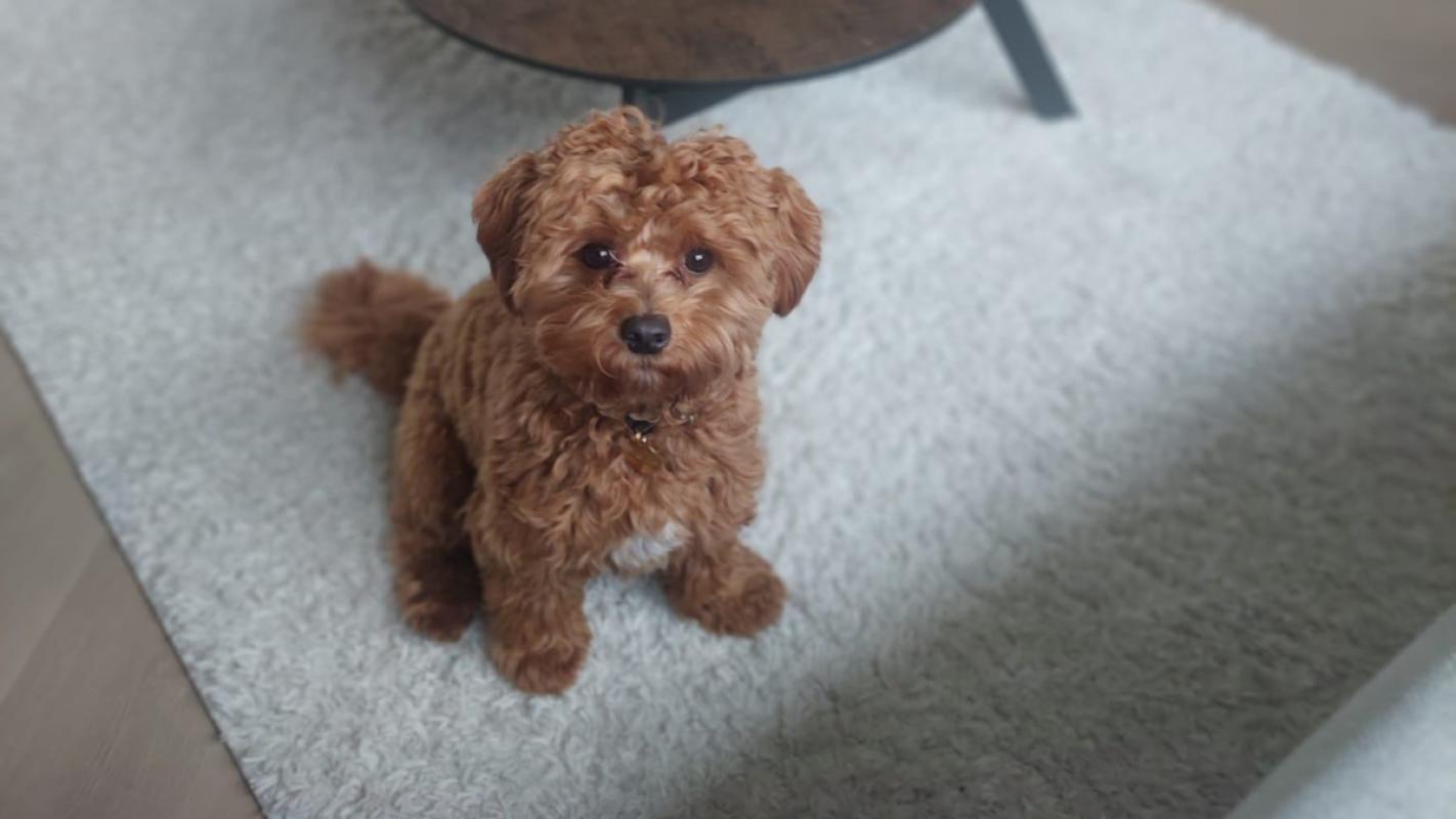 Buddy (morgen 22-2 horen we of Buddy een nieuwe plek heeft zo niet nemen we contact op met een geïnteresseerde))