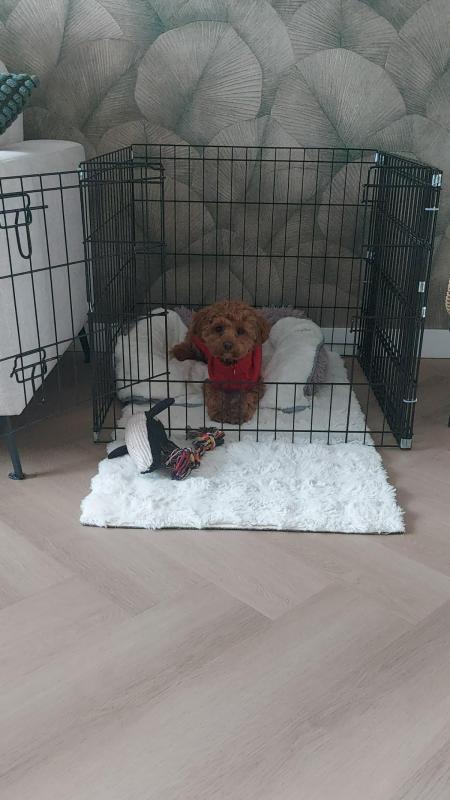 Buddy (morgen 22-2 horen we of Buddy een nieuwe plek heeft zo niet nemen we contact op met een geïnteresseerde))