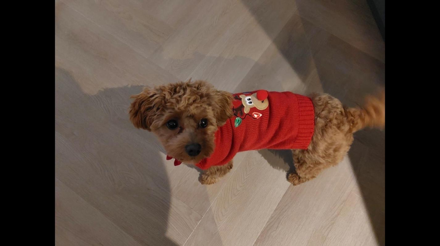 Buddy (morgen 22-2 horen we of Buddy een nieuwe plek heeft zo niet nemen we contact op met een geïnteresseerde))