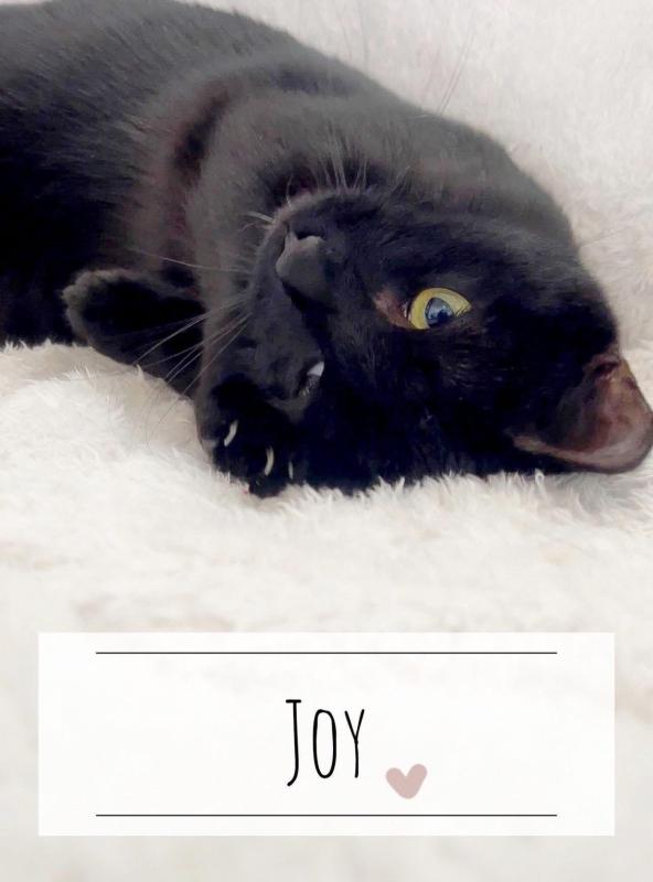 Joy