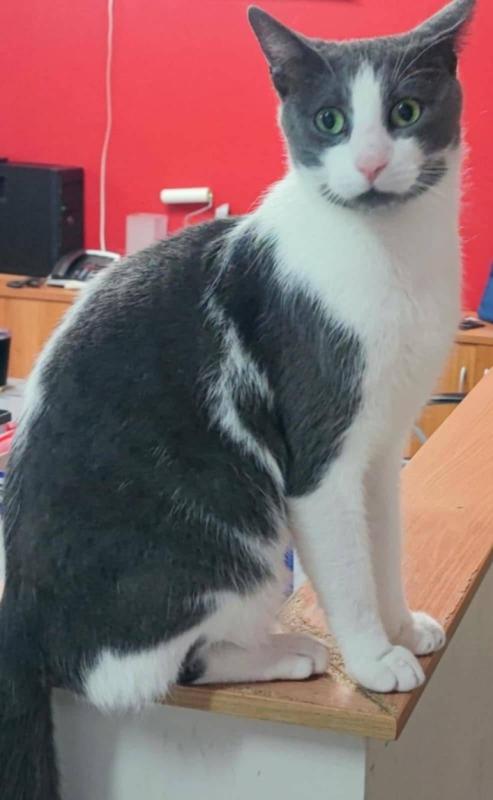 Teo