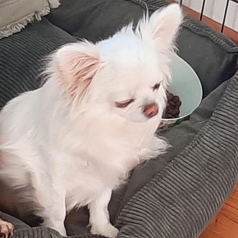 Ciro ( bijnaam Pukkie)