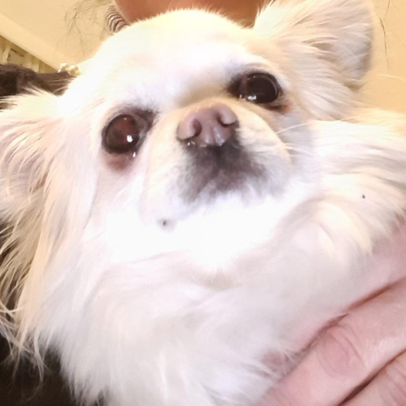 Ciro ( bijnaam Pukkie)