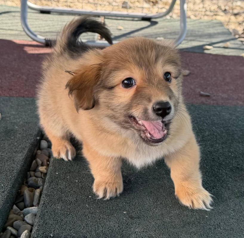 Ollie