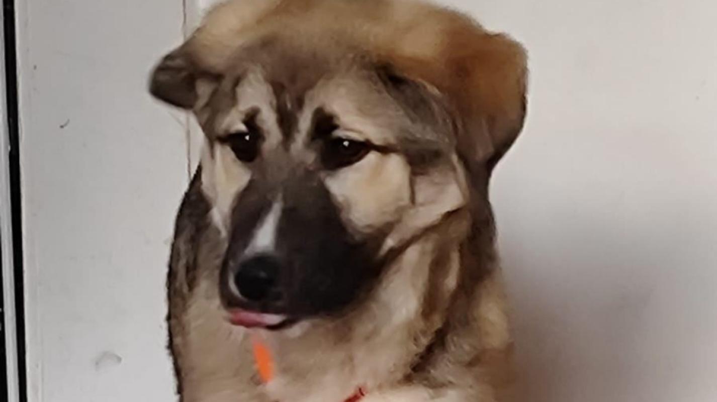 Jabba