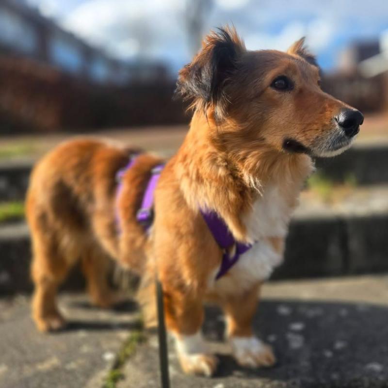 Annie