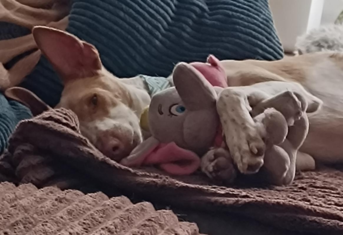 Chicho
