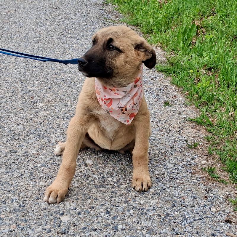 Mocha