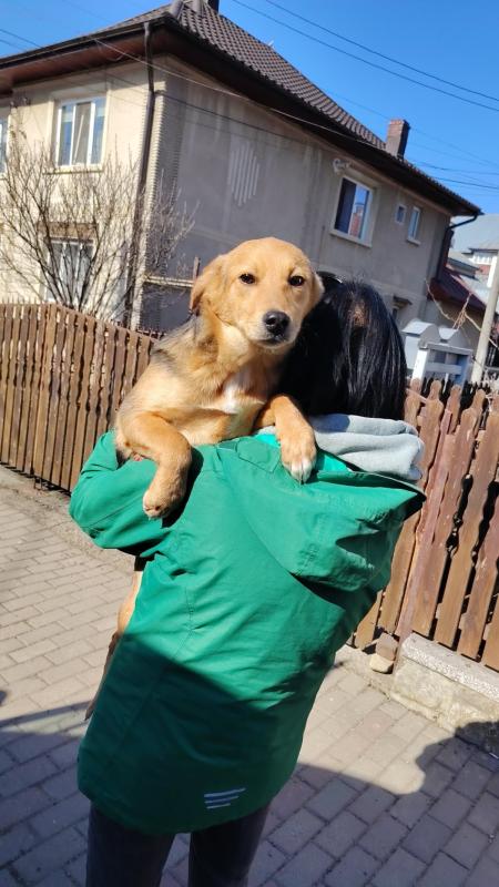 Mira