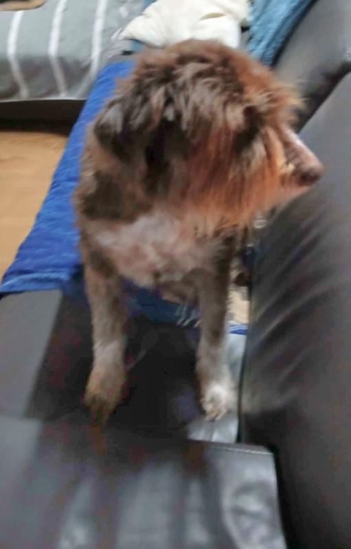 Brammie