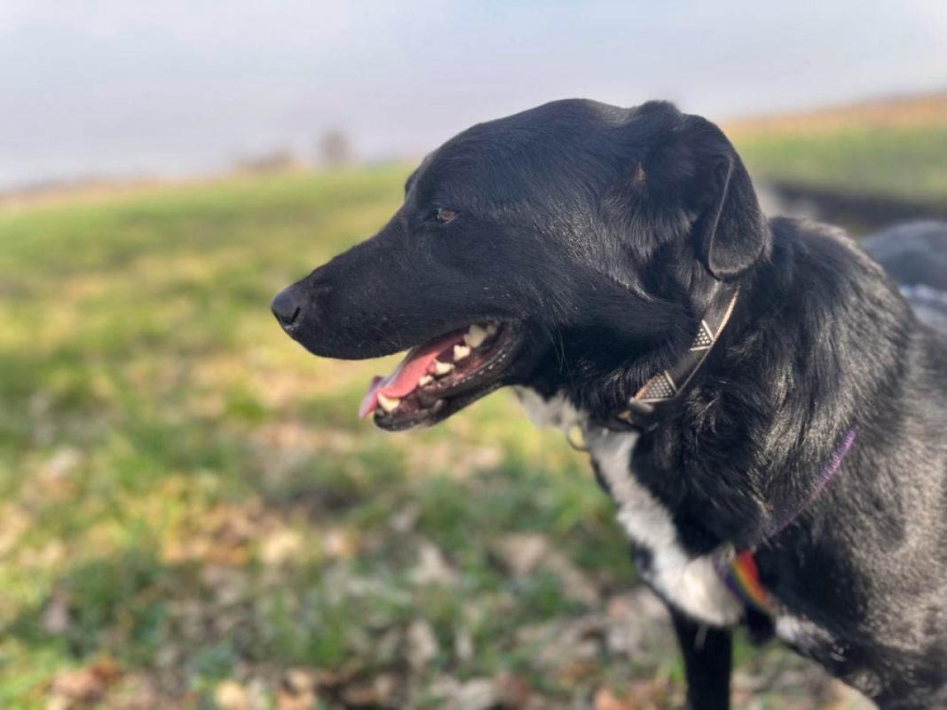 Finn