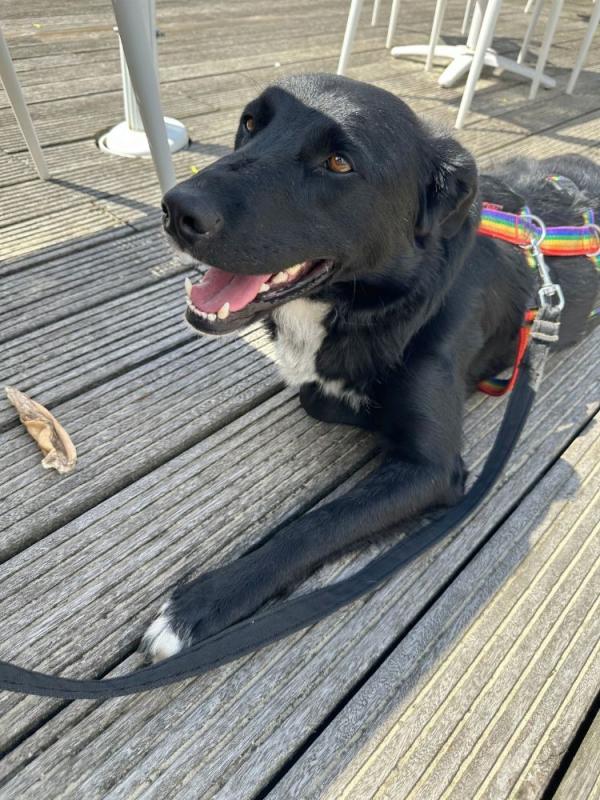Finn