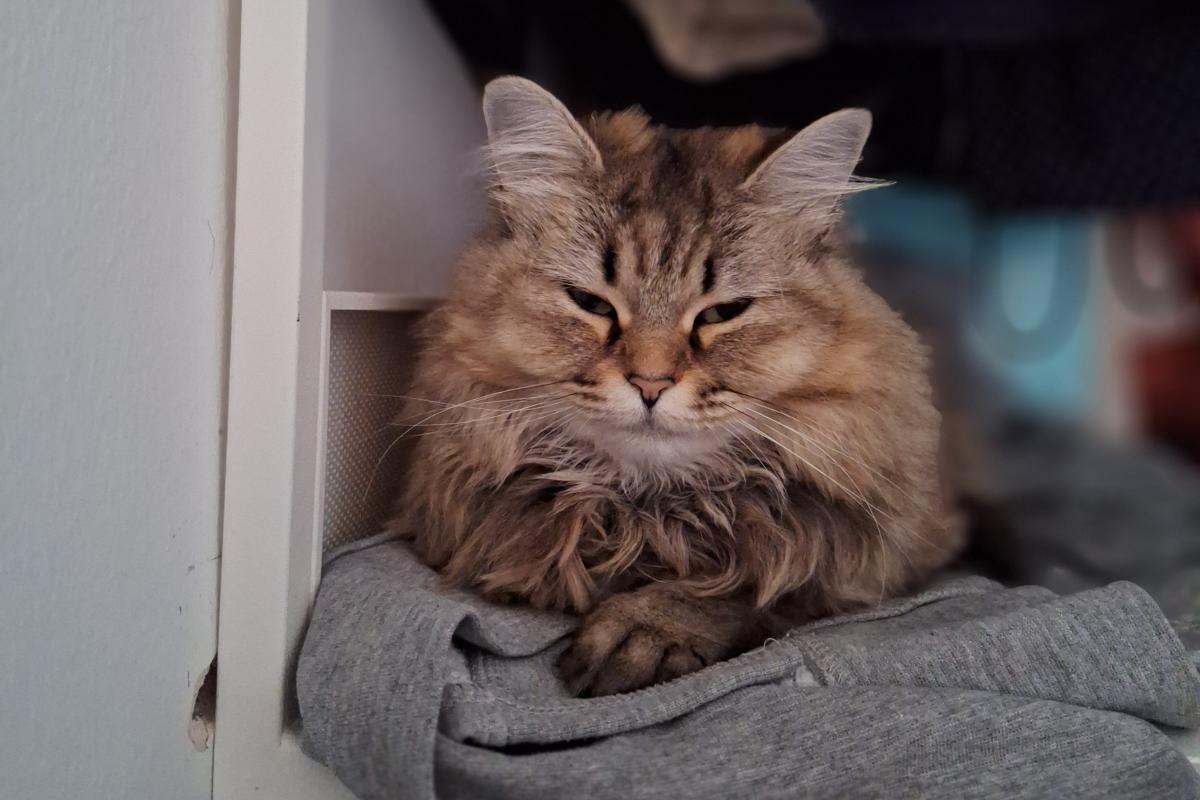Lollie