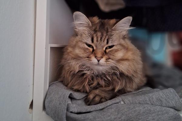 Lollie