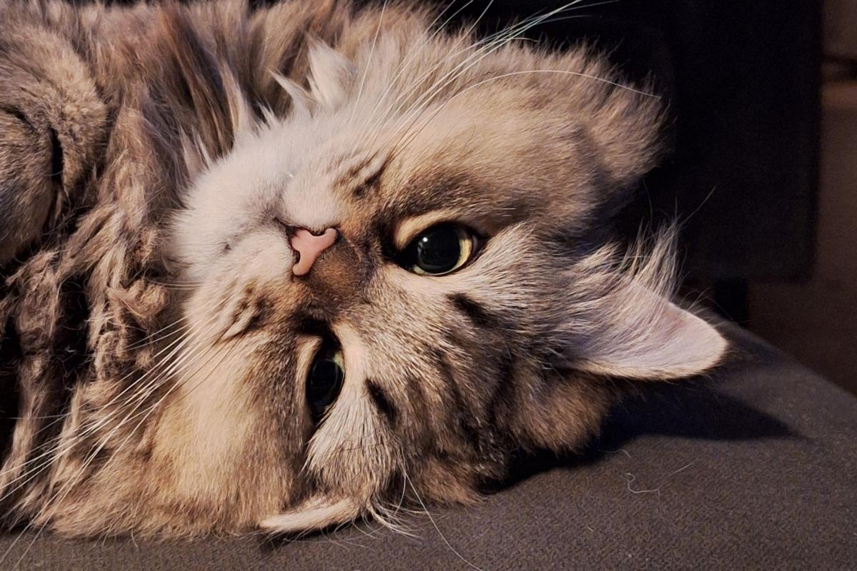Lollie