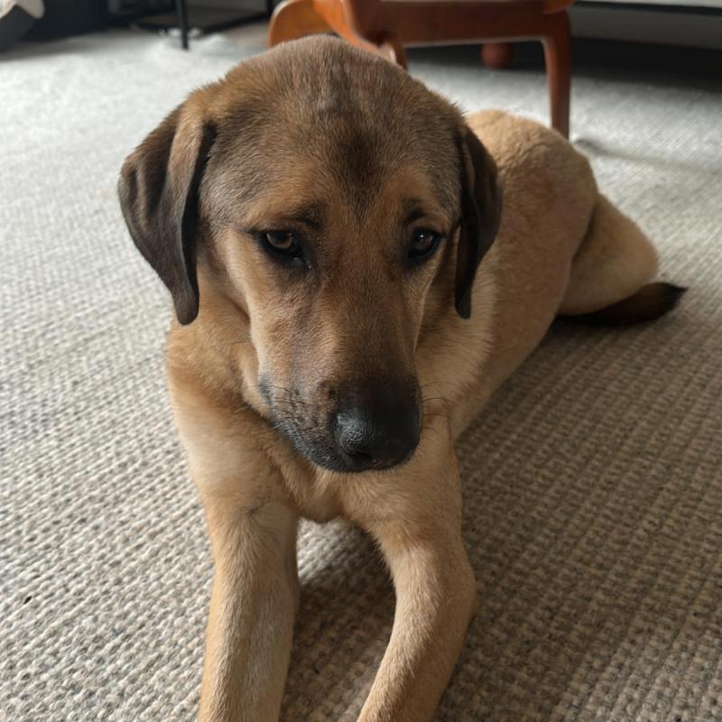 Hazel