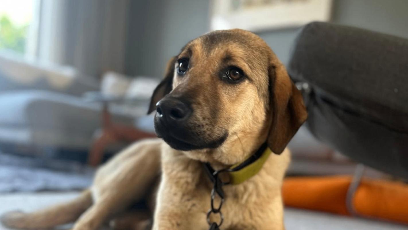 Hazel