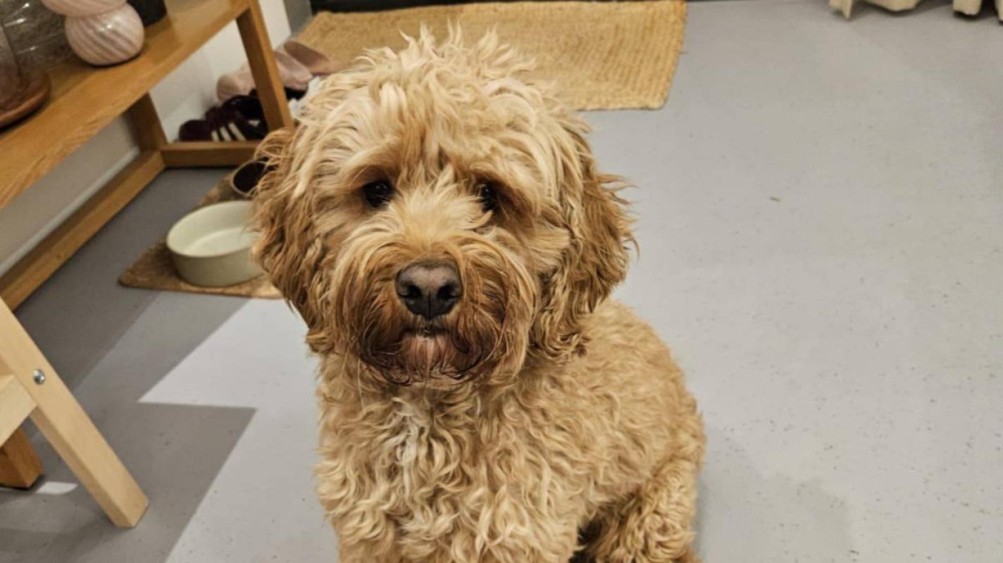 Chewie (Chewbacca)