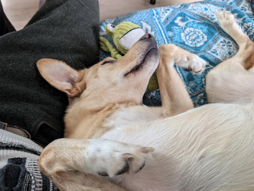 Archie