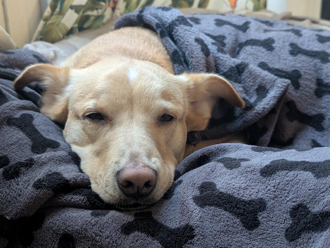 Archie