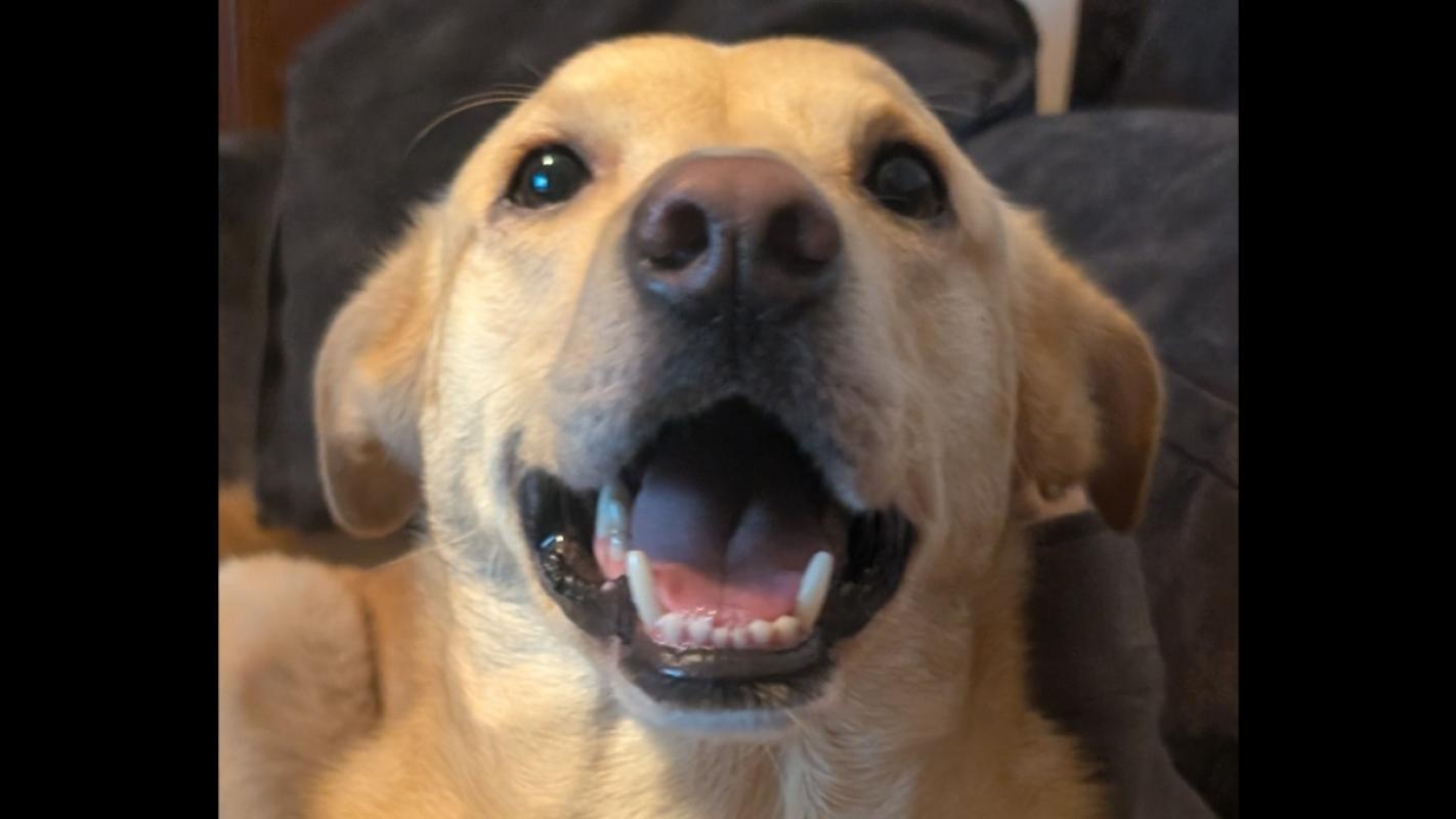 Archie