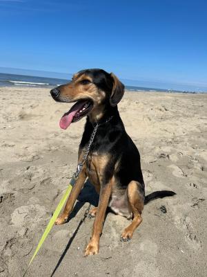 Rex