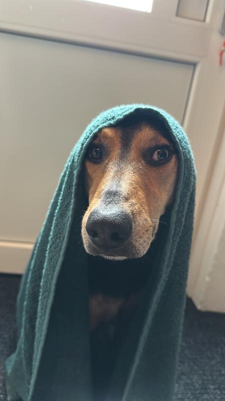 Rex