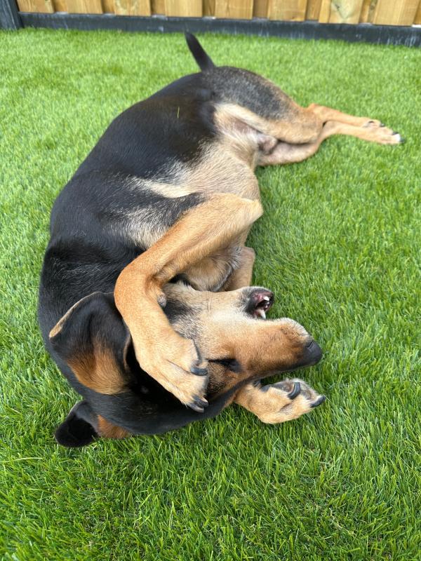 Rex