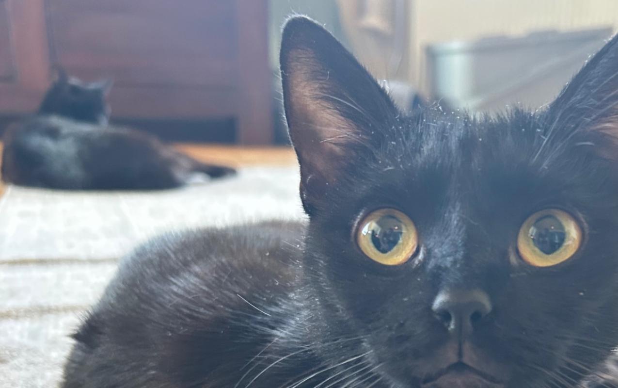 Onyx