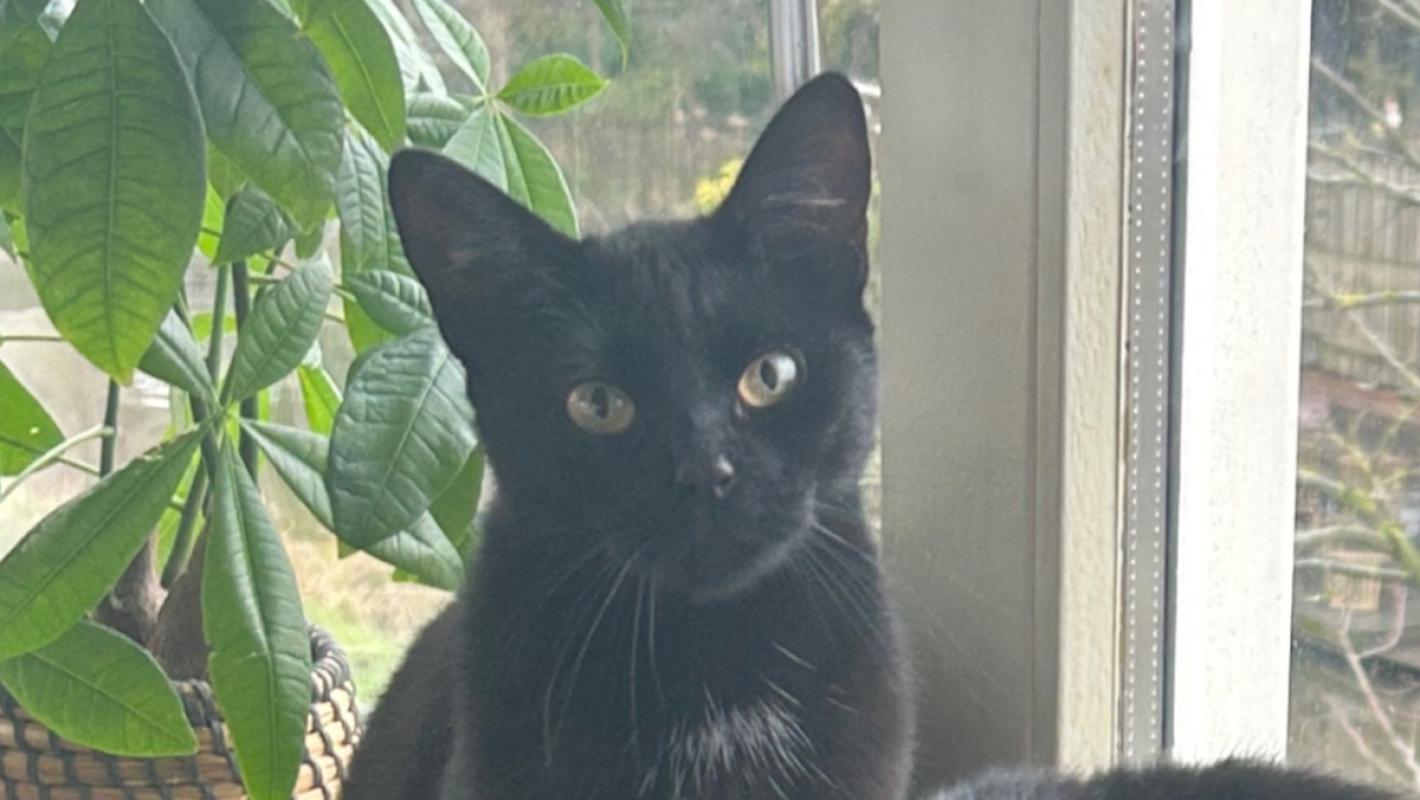 Onyx