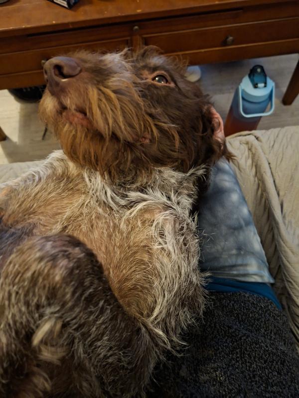 Rufus