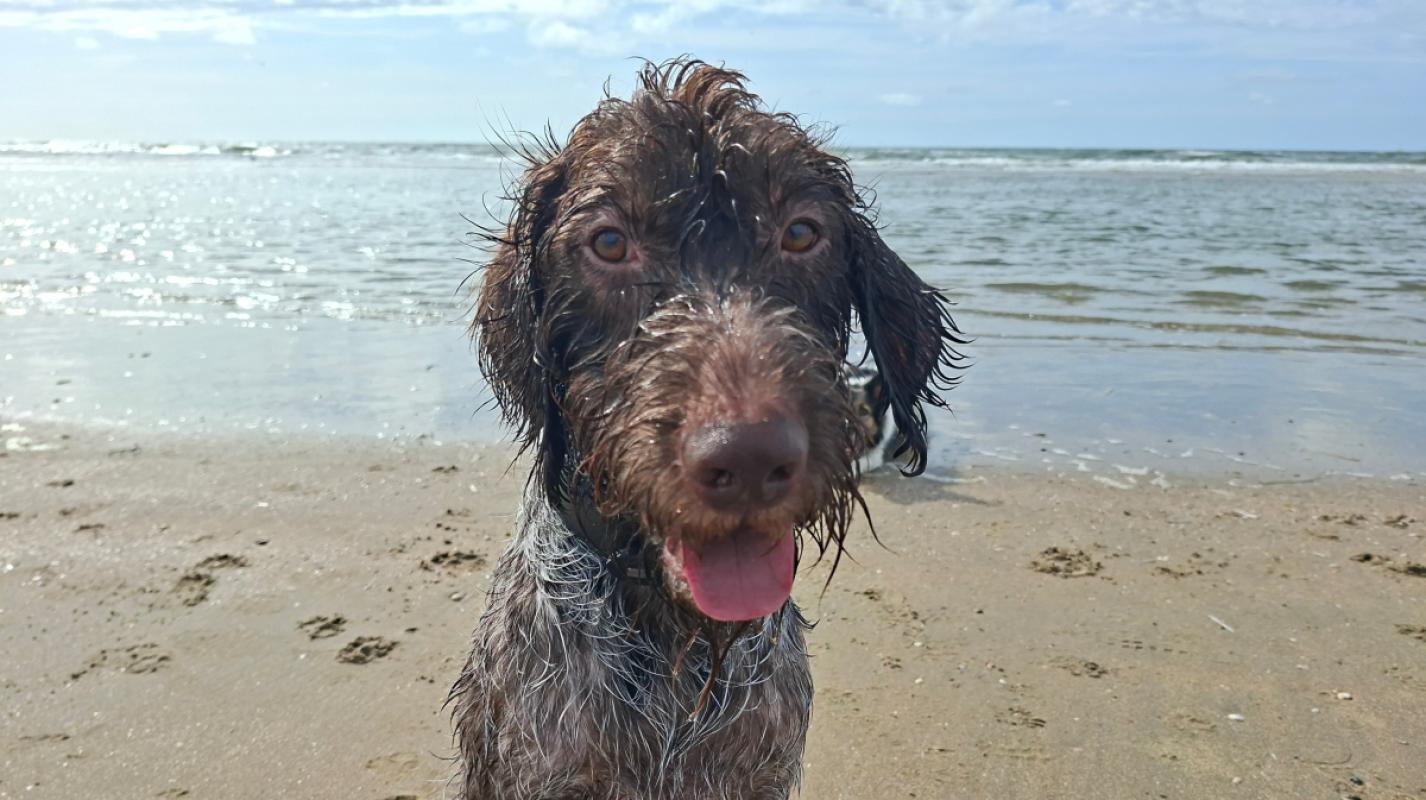 Rufus
