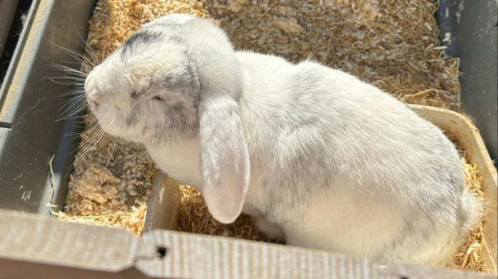 Ollie (incl. Hok en Ren)