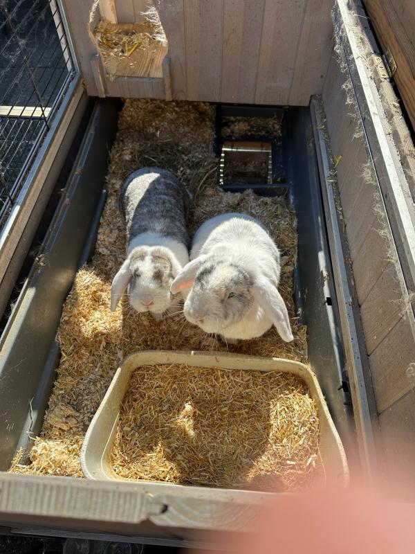 Ollie (incl. Hok en Ren)