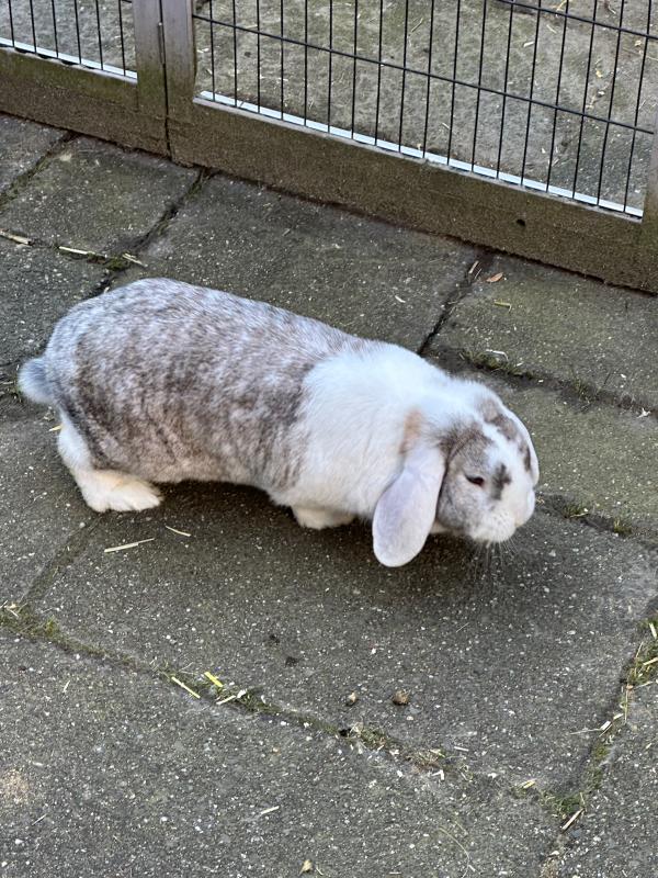 Pluis (incl Hok en ren)