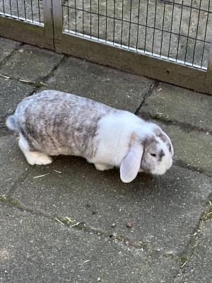 Pluis (incl Hok en ren)