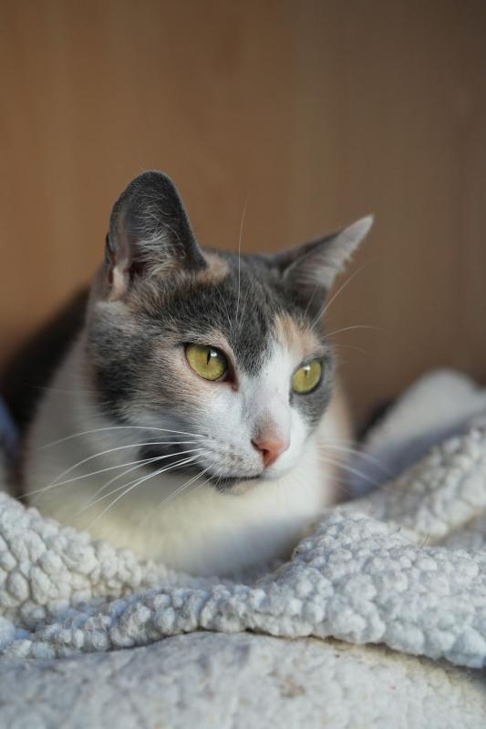 Freya