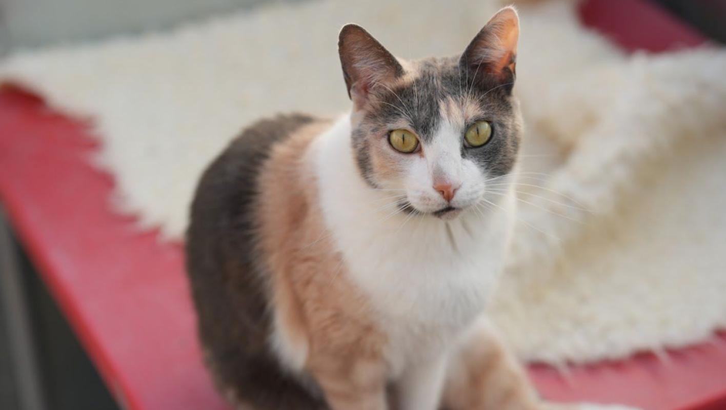 Freya
