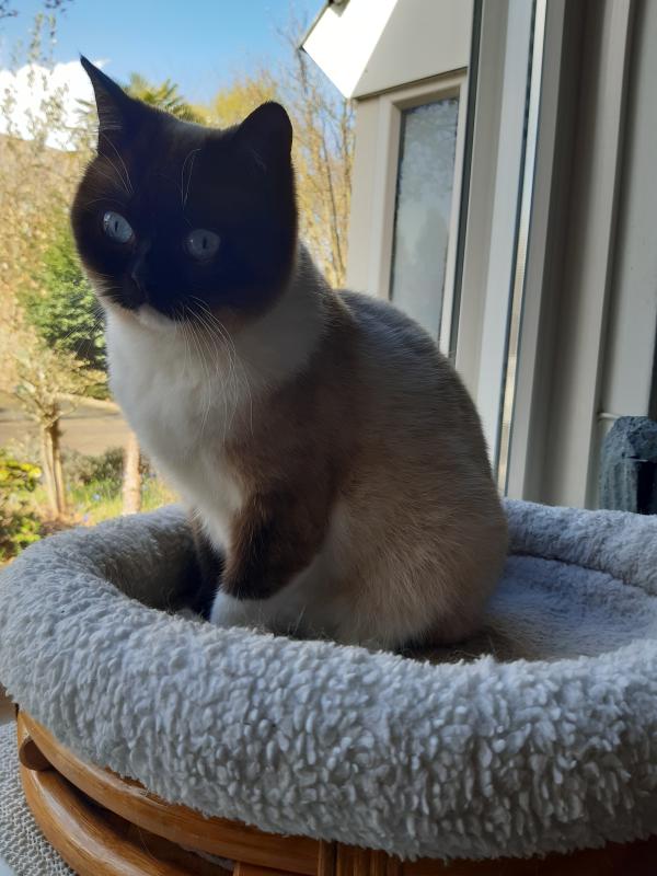 Bowie