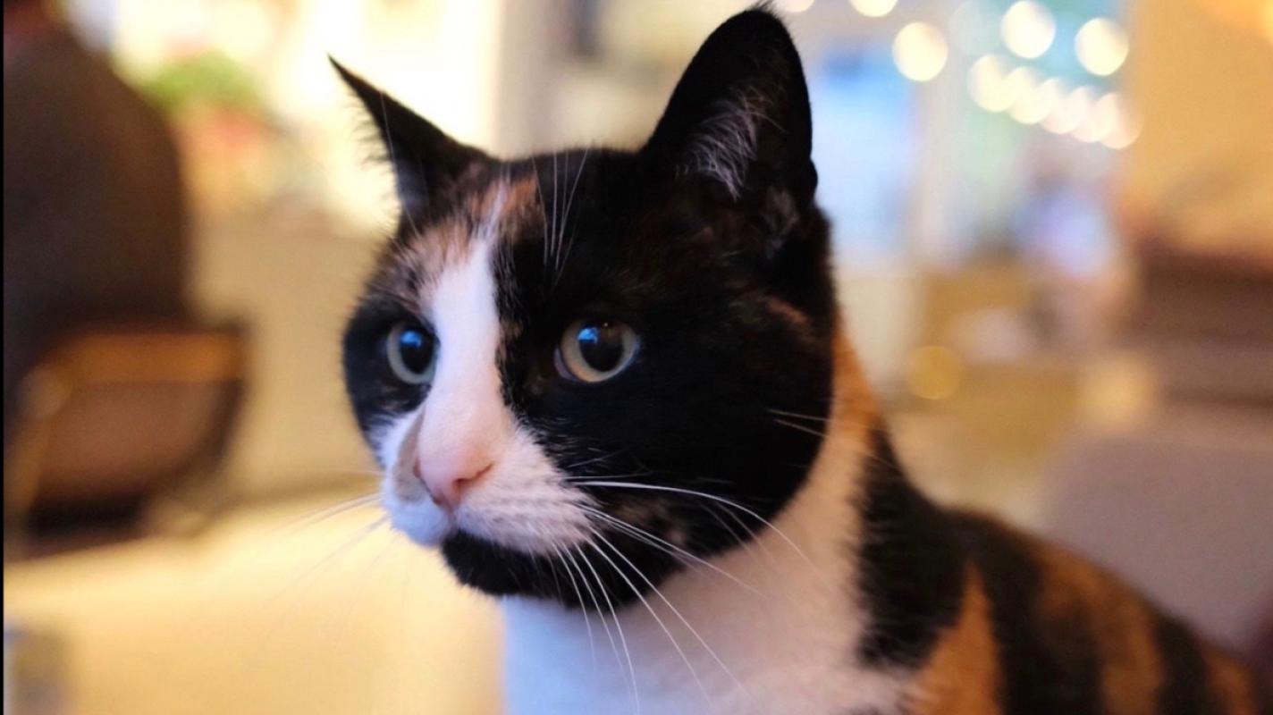 Pip