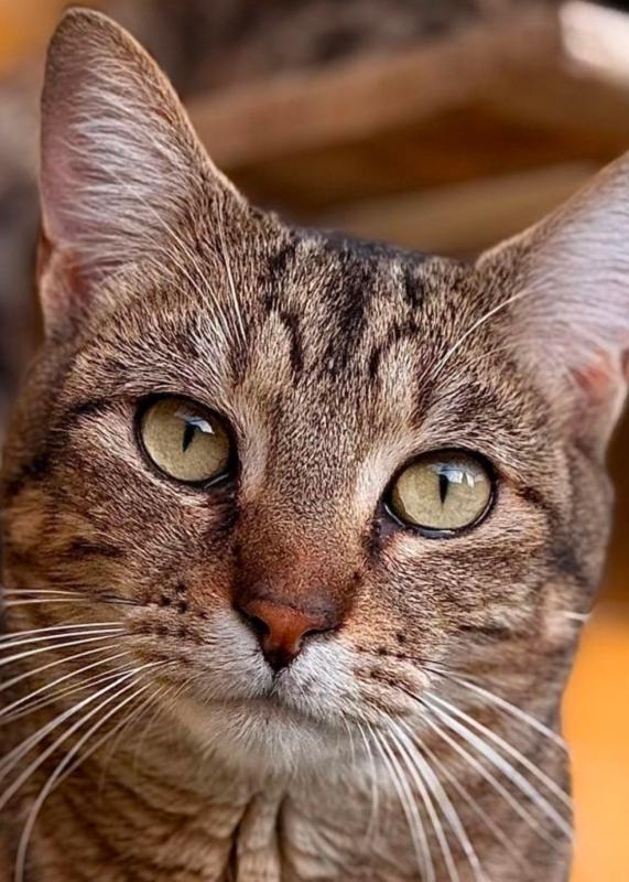 El Greco aka Domenikos Theotokopoulos